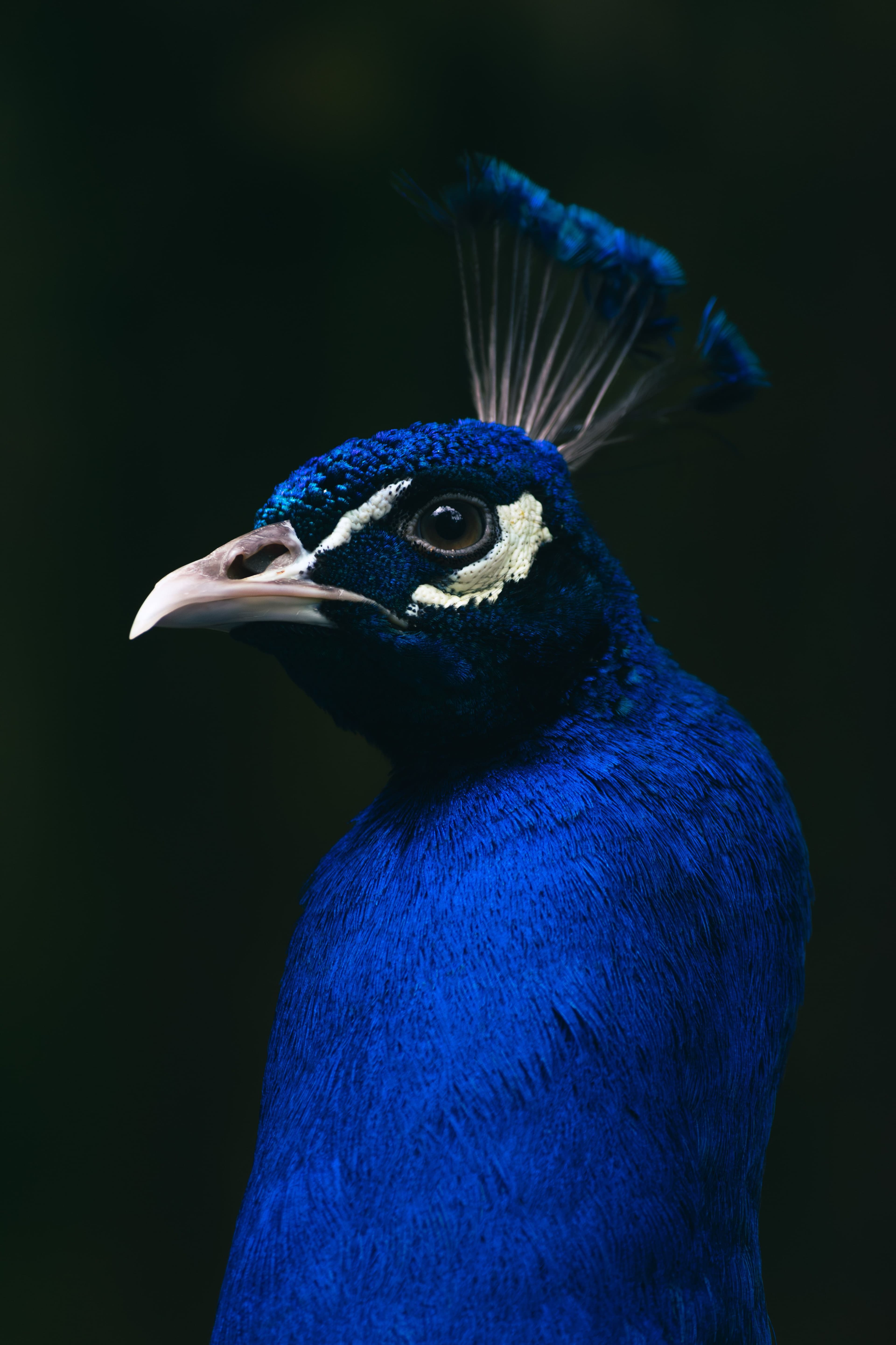 Head of peacock